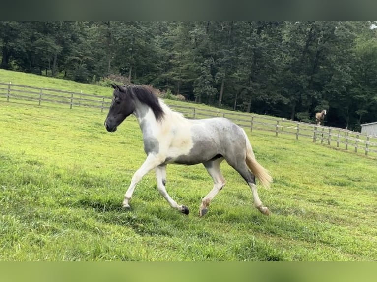 Koń pociągowy Klacz 1 Rok 145 cm Tobiano wszelkich maści in Narvon