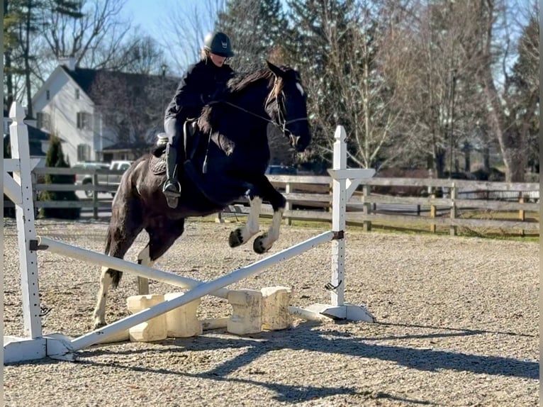 Koń pociągowy Mix Klacz 3 lat 155 cm Srokata in Gap