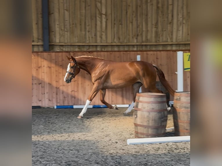 Koń pociągowy Klacz 3 lat 172 cm Ciemnokasztanowata in Essex