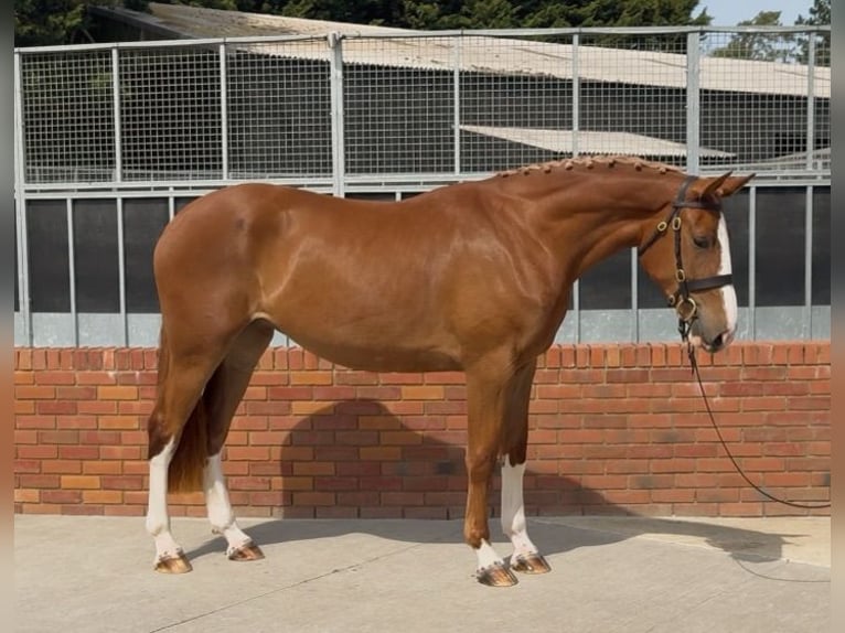 Koń pociągowy Klacz 3 lat 172 cm Ciemnokasztanowata in Essex
