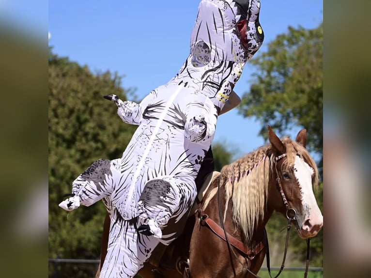 Koń pociągowy Mix Klacz 3 lat 173 cm Cisawa in Glen Rose