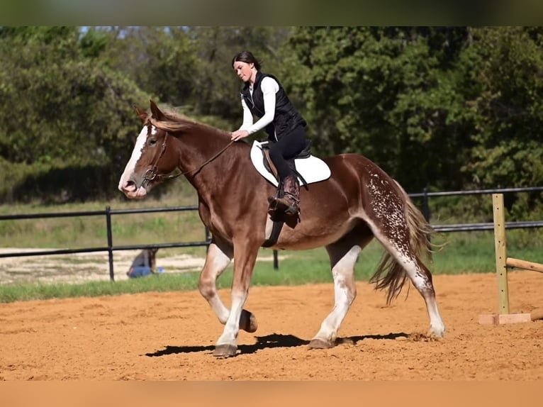 Koń pociągowy Mix Klacz 3 lat 173 cm Cisawa in Glen Rose