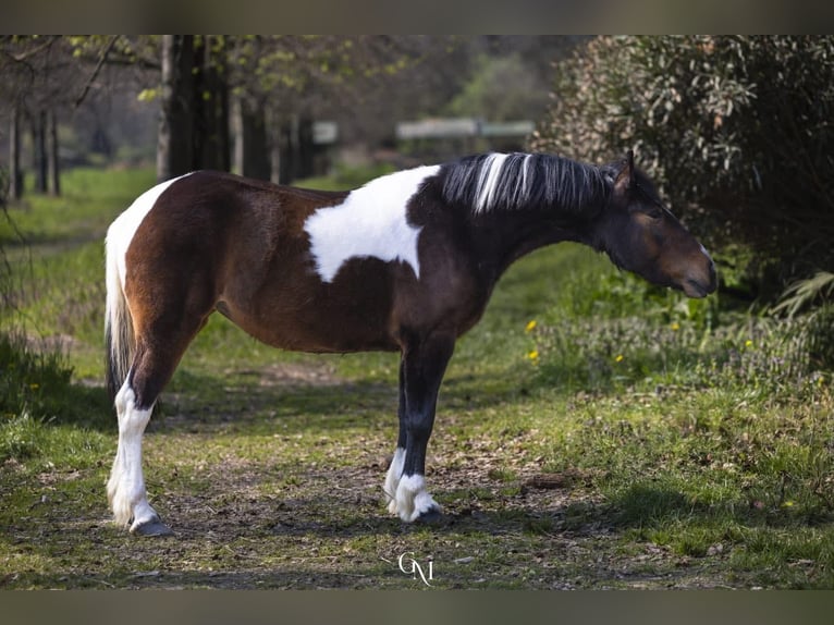 Koń pociągowy Mix Klacz 4 lat 150 cm Srokata in Cassano D'Adda