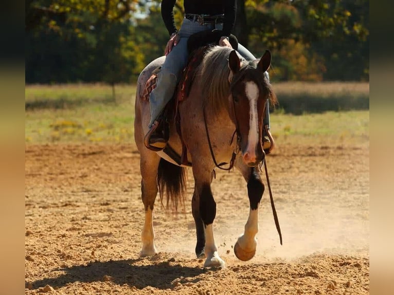 Koń pociągowy Mix Klacz 4 lat 152 cm Gniadodereszowata in Quitman Koń pociągowy Mix Klacz 4 lat 152 cm Gniadodereszowata in Quitman
