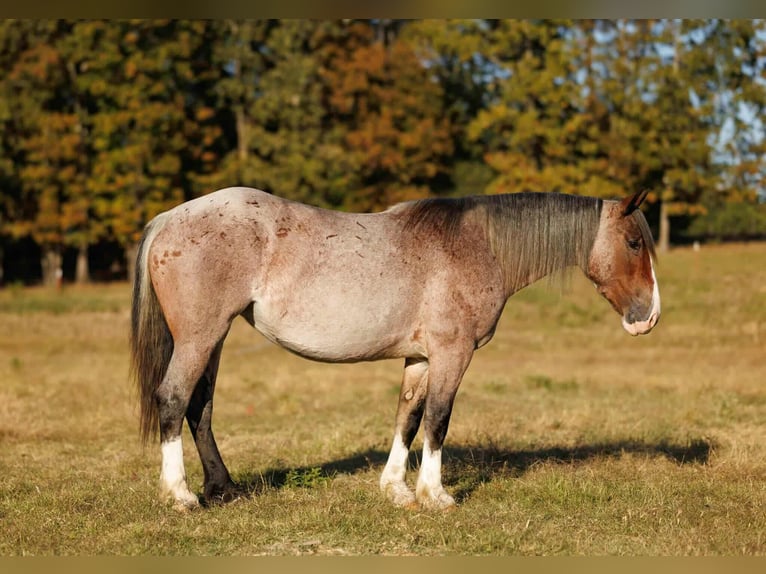 Koń pociągowy Mix Klacz 4 lat 152 cm Gniadodereszowata in Quitman Koń pociągowy Mix Klacz 4 lat 152 cm Gniadodereszowata in Quitman