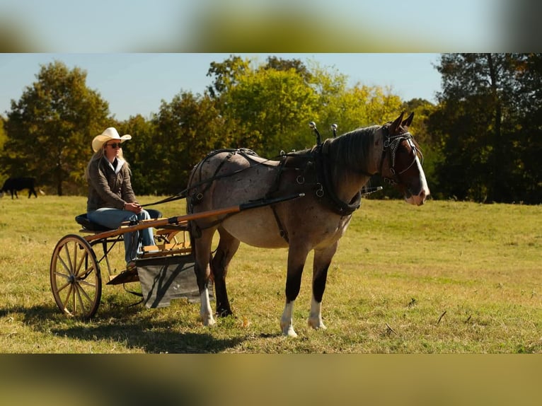 Koń pociągowy Mix Klacz 4 lat 152 cm Gniadodereszowata in Quitman Koń pociągowy Mix Klacz 4 lat 152 cm Gniadodereszowata in Quitman