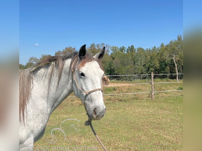 Koń pociągowy Klacz 4 lat 152 cm Siwa in New Summerfield, TX