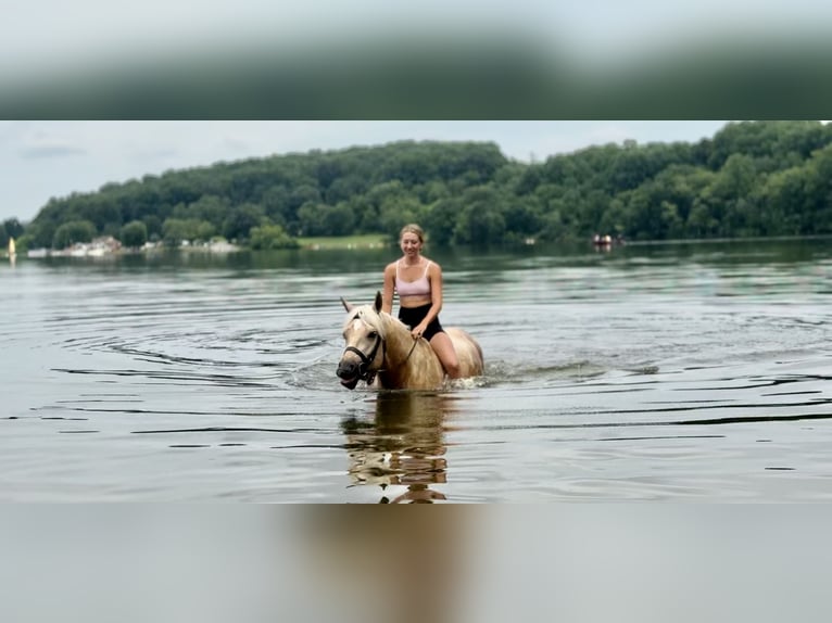 Koń pociągowy Klacz 4 lat 155 cm Izabelowata in Gap