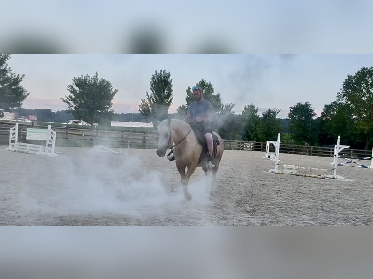 Koń pociągowy Klacz 4 lat 155 cm Izabelowata in Gap