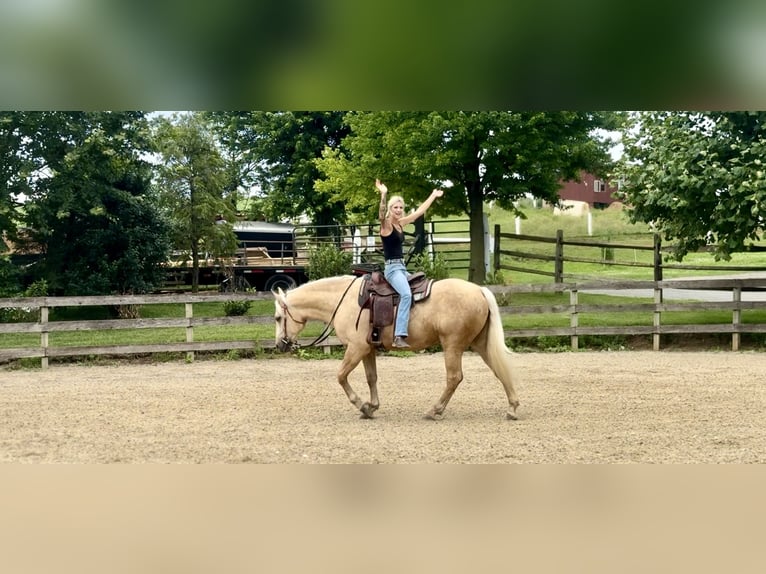 Koń pociągowy Klacz 4 lat 155 cm Izabelowata in Gap