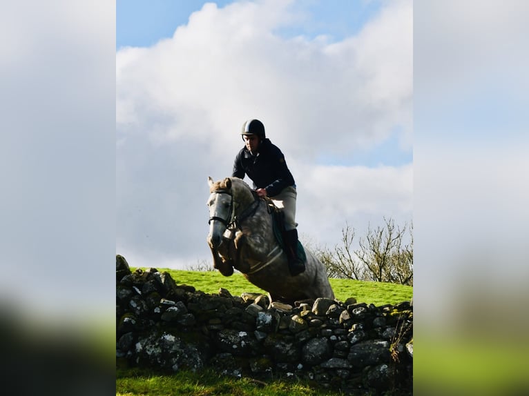 Koń pociągowy Klacz 4 lat 160 cm Siwa jabłkowita in Sligo