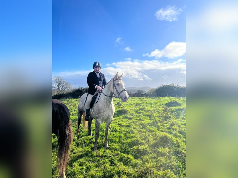 Koń pociągowy Klacz 4 lat 160 cm Siwa jabłkowita in Sligo