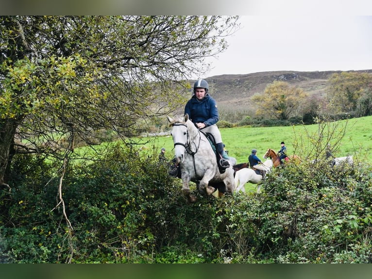 Koń pociągowy Klacz 4 lat 160 cm Siwa jabłkowita in Sligo