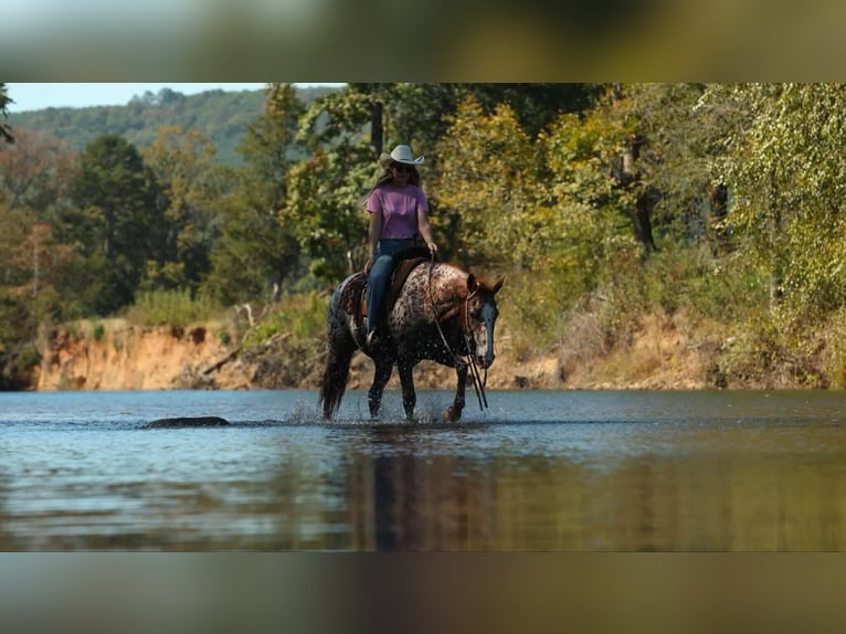 Koń pociągowy Mix Klacz 5 lat 152 cm Gniadodereszowata in Quitman