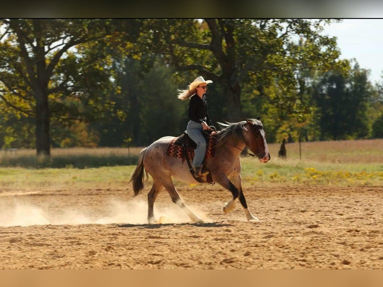 Koń pociągowy Mix Klacz 5 lat 152 cm Gniadodereszowata in Quitman