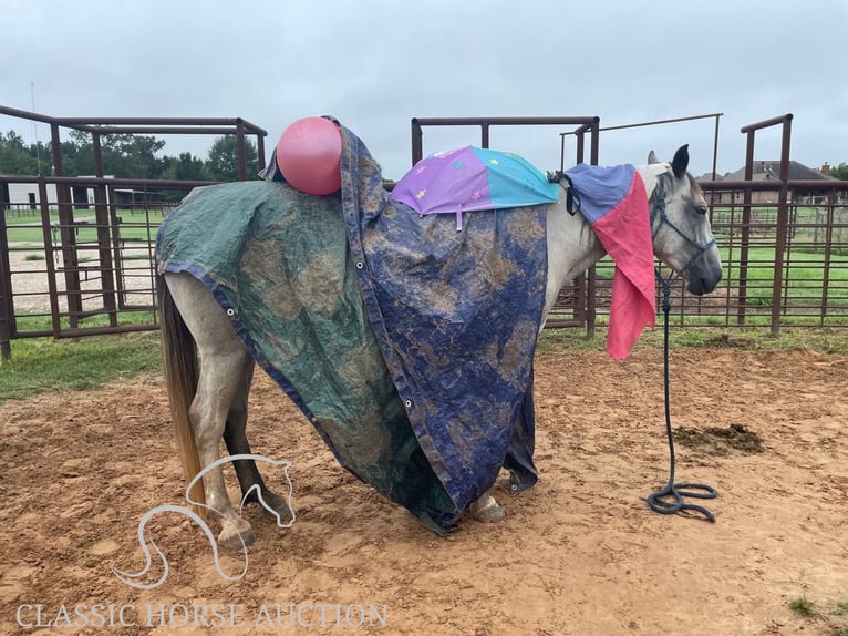 Koń pociągowy Klacz 5 lat 152 cm Siwa in New Summerfield, TX