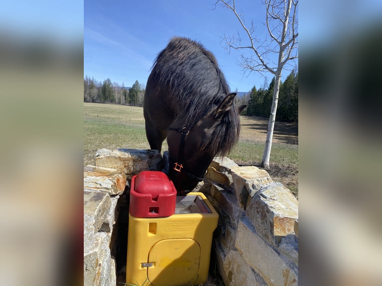 Koń pociągowy Mix Klacz 5 lat 160 cm Grullo in Columbia FallsColumbia falls Montana