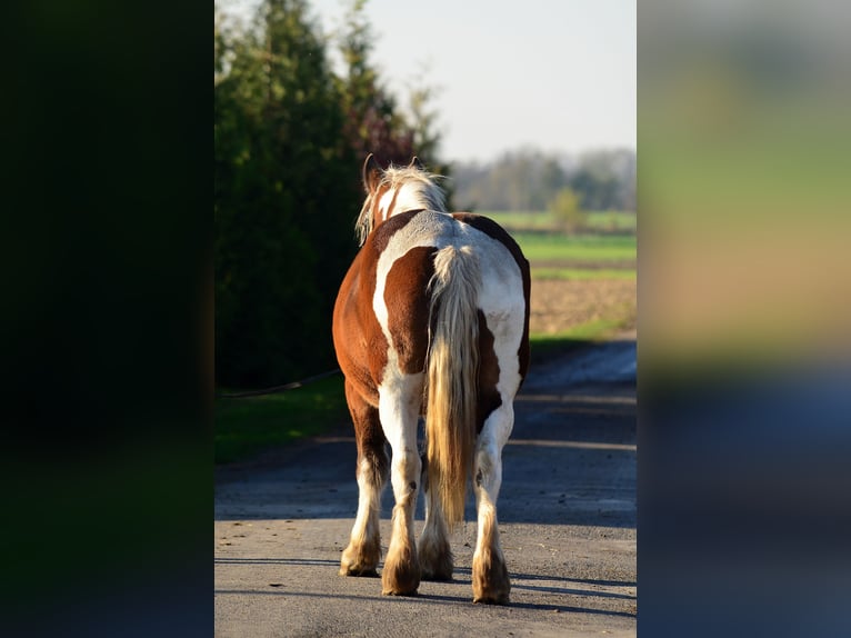 Koń pociągowy Klacz 5 lat 162 cm Srokata in radziej&#xF3;w