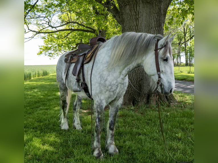 Koń pociągowy Klacz 5 lat 163 cm Siwa in Lancaster, PA