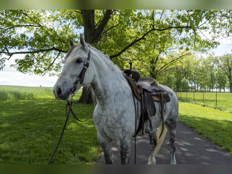 Koń pociągowy Klacz 5 lat 163 cm Siwa in Lancaster, PA