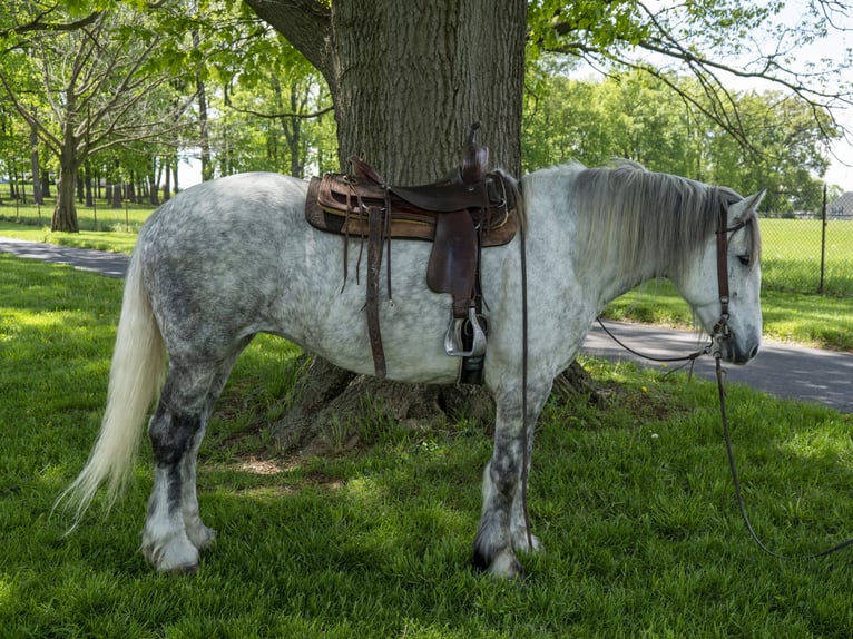 Koń pociągowy Klacz 5 lat 163 cm Siwa in Lancaster, PA