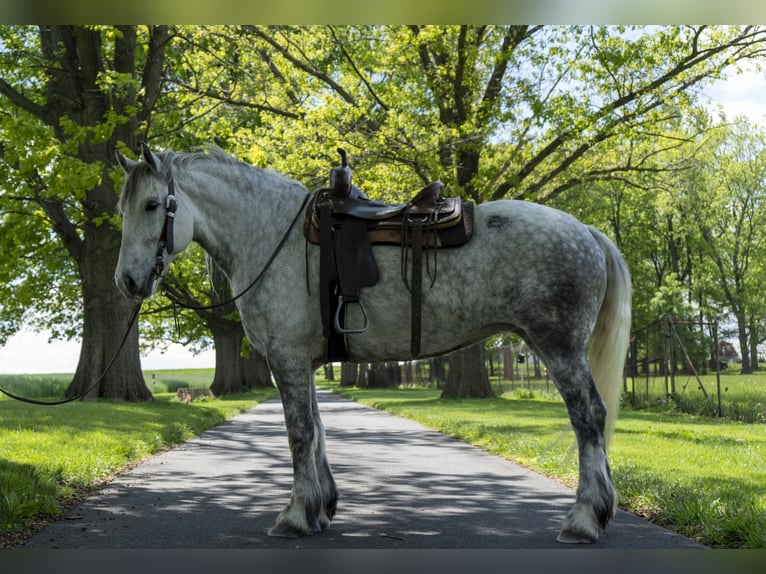 Koń pociągowy Klacz 5 lat 163 cm Siwa in Lancaster, PA