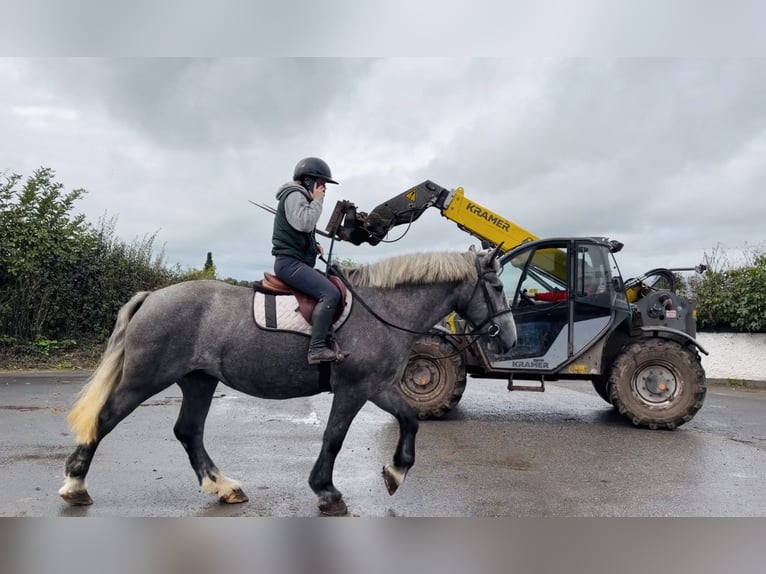 Koń pociągowy Klacz 5 lat 168 cm Siwa in Mountrath, Co. Laois