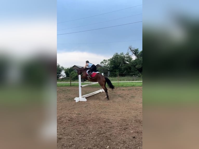 Koń pociągowy Klacz 6 lat 150 cm Gniada in PERRY, OK