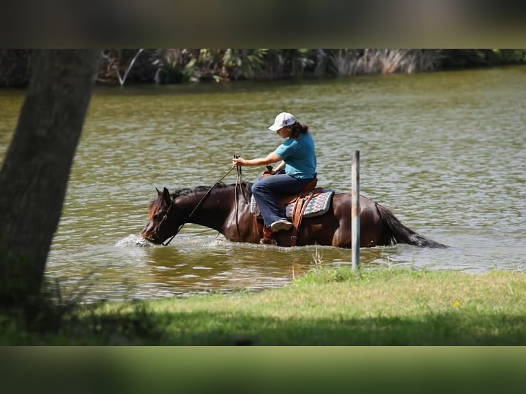 Koń pociągowy Klacz 6 lat 152 cm Gniada in Victoria