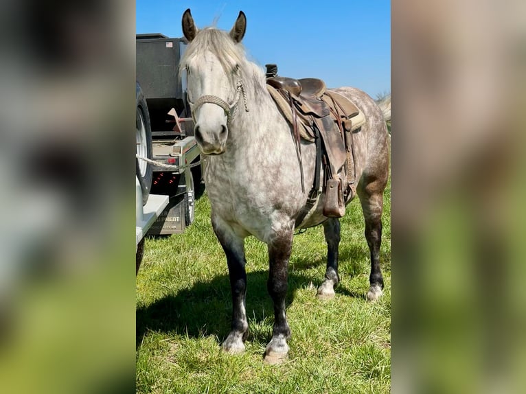 Koń pociągowy Mix Klacz 6 lat 160 cm Siwa in Vinita