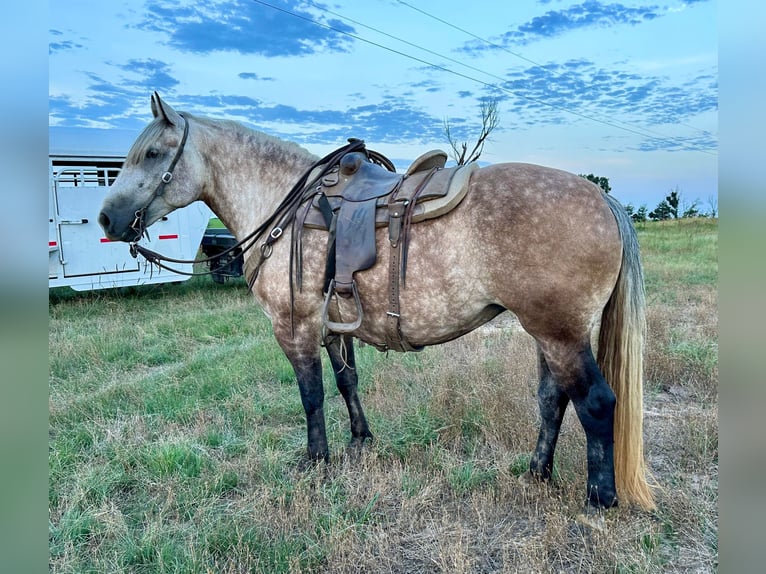 Koń pociągowy Mix Klacz 6 lat 160 cm Siwa in Vinita