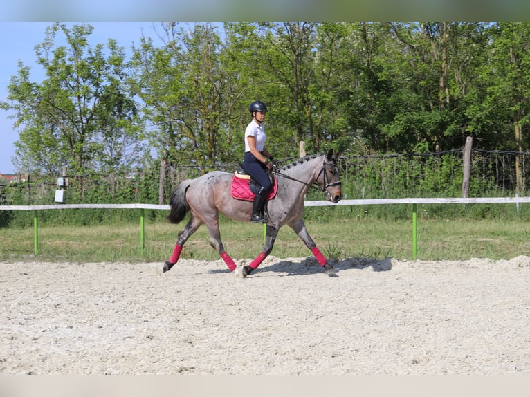 Koń pociągowy Mix Klacz 6 lat 163 cm Gniadodereszowata in Gönyű