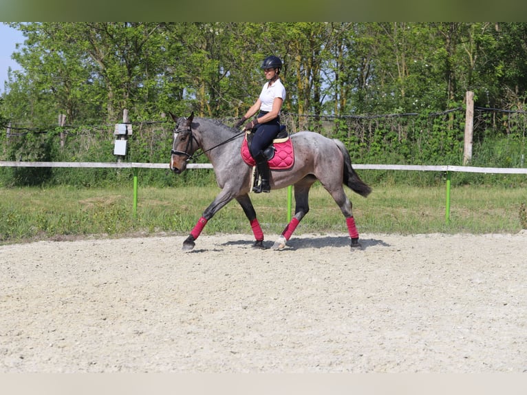 Koń pociągowy Mix Klacz 6 lat 163 cm Gniadodereszowata in Gönyű