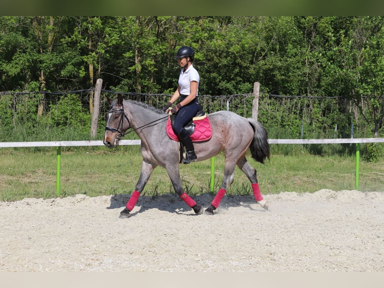 Koń pociągowy Mix Klacz 6 lat 163 cm Gniadodereszowata in Gönyű