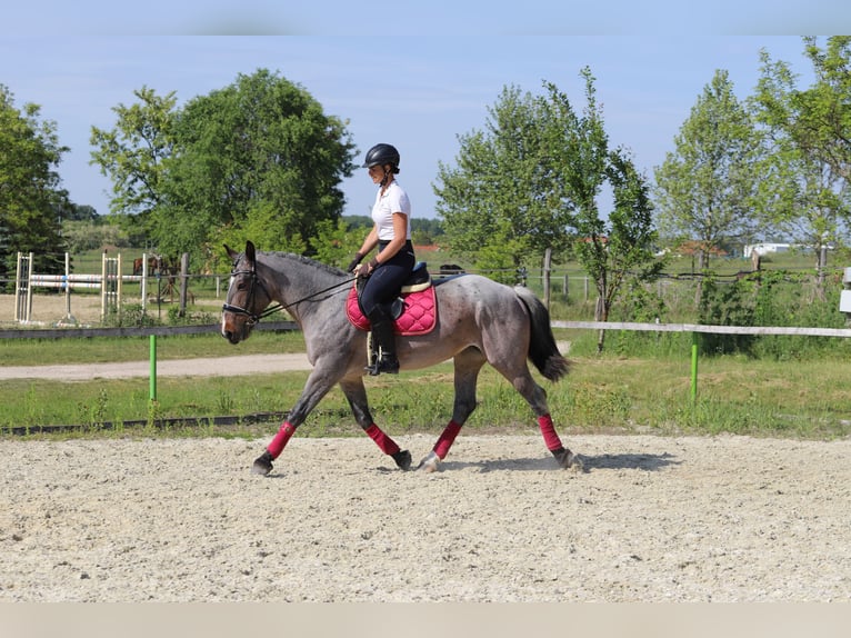 Koń pociągowy Mix Klacz 6 lat 163 cm Gniadodereszowata in Gönyű