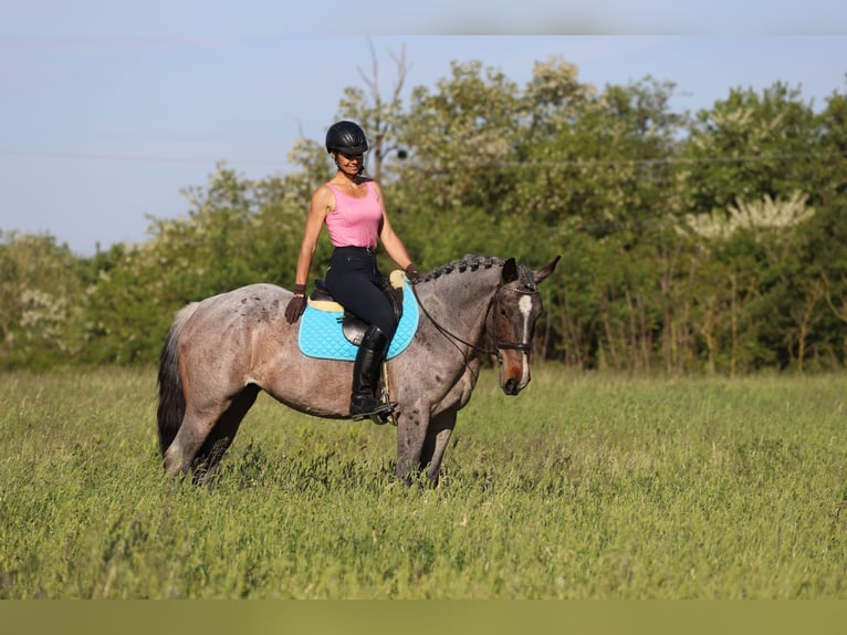 Koń pociągowy Mix Klacz 6 lat 163 cm Gniadodereszowata in Gönyű