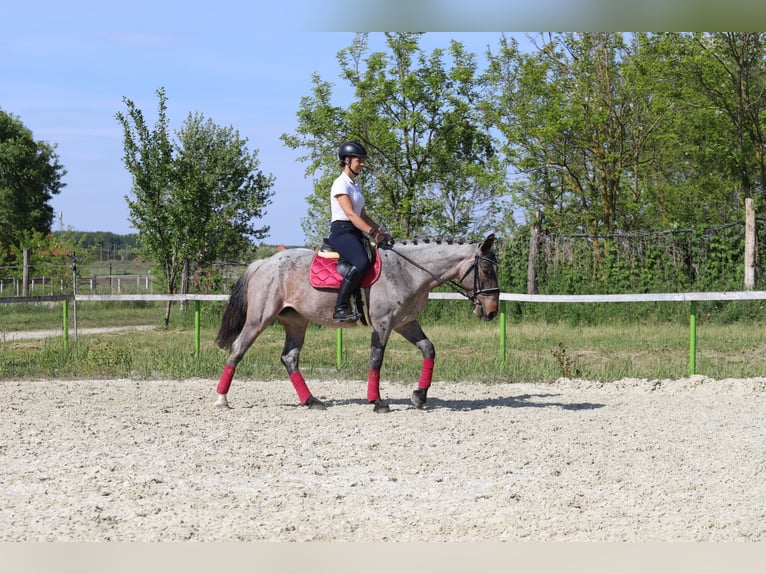 Koń pociągowy Mix Klacz 6 lat 163 cm Gniadodereszowata in Gönyű