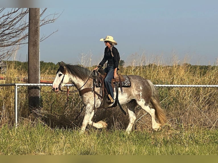 Koń pociągowy Klacz 6 lat 163 cm Karodereszowata in Byers, TX
