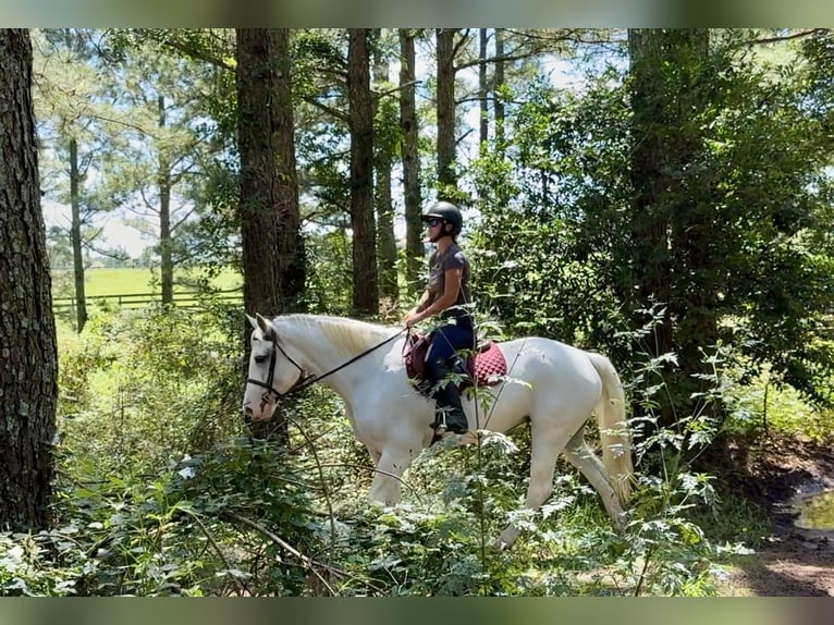 Koń pociągowy Mix Klacz 6 lat 163 cm Siwa in Johnston