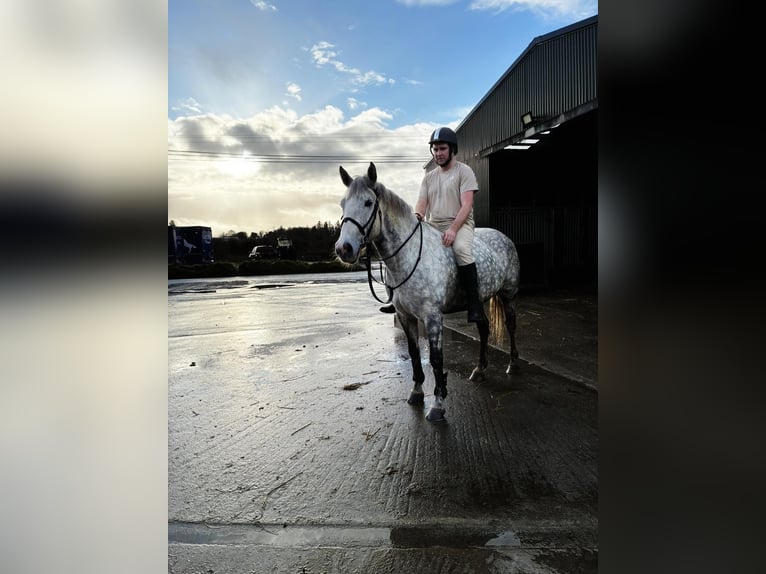 Koń pociągowy Klacz 6 lat 165 cm Siwa jabłkowita in Sligo