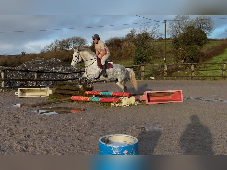 Koń pociągowy Klacz 6 lat 165 cm Siwa jabłkowita in Sligo