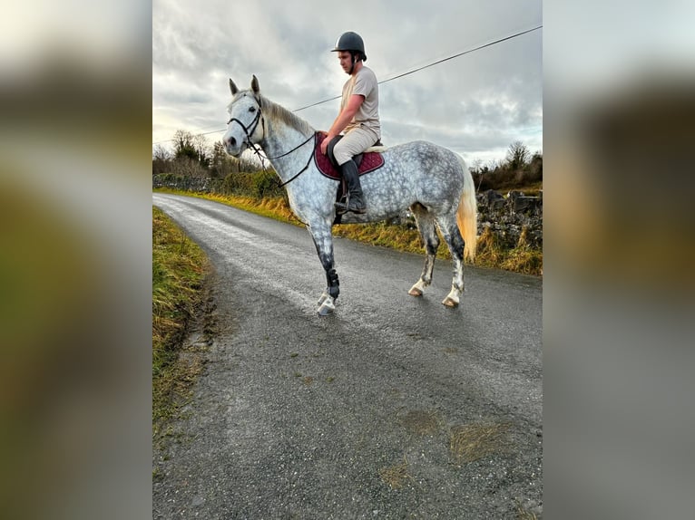 Koń pociągowy Klacz 6 lat 165 cm Siwa jabłkowita in Sligo