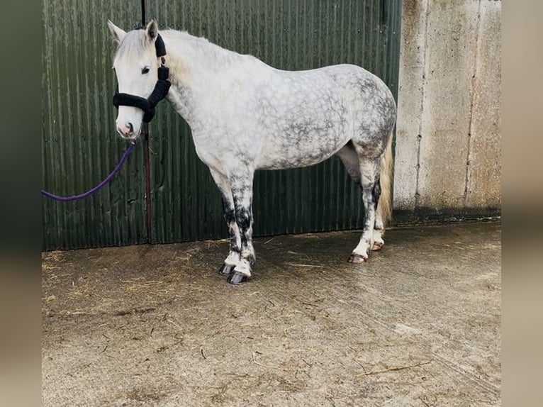 Koń pociągowy Klacz 6 lat 165 cm Siwa jabłkowita in Sligo