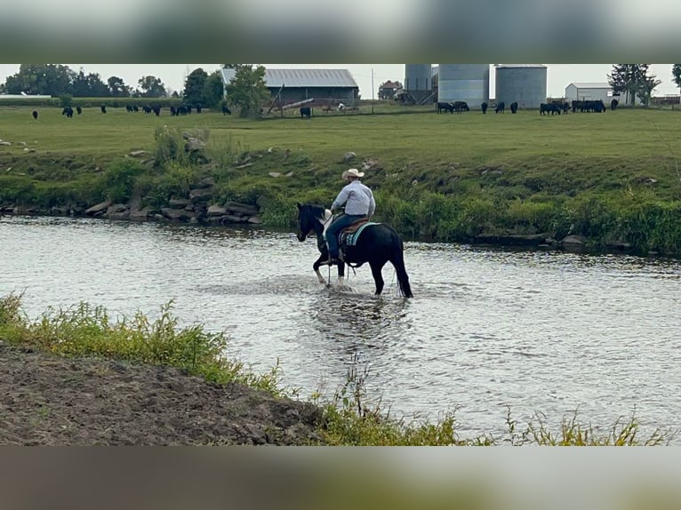 Koń pociągowy Klacz 7 lat 157 cm Tobiano wszelkich maści in Sheffield IA