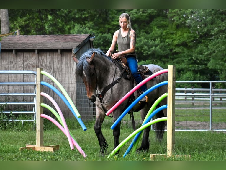 Koń pociągowy Klacz 7 lat 163 cm Gniadodereszowata in Middleboro