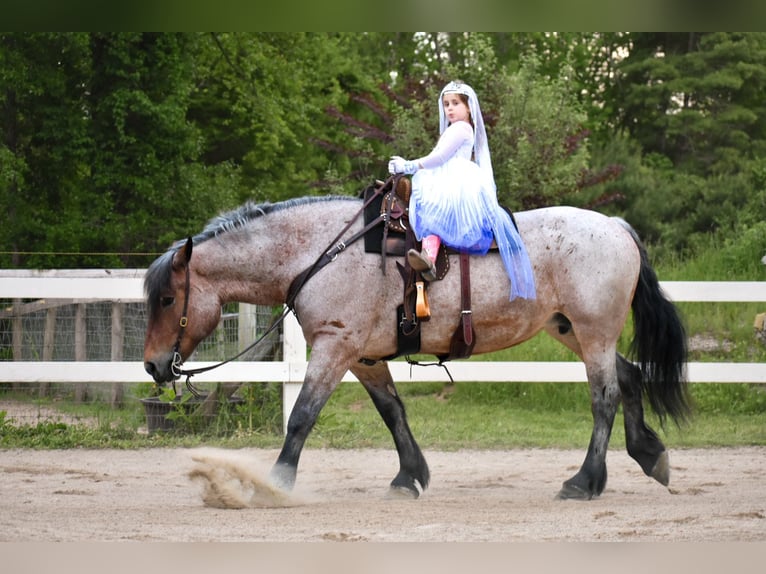 Koń pociągowy Klacz 7 lat 163 cm Gniadodereszowata in Middleboro