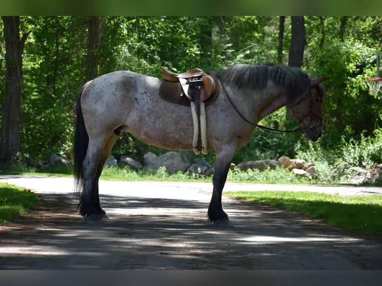 Koń pociągowy Klacz 7 lat 163 cm Gniadodereszowata in Middleboro