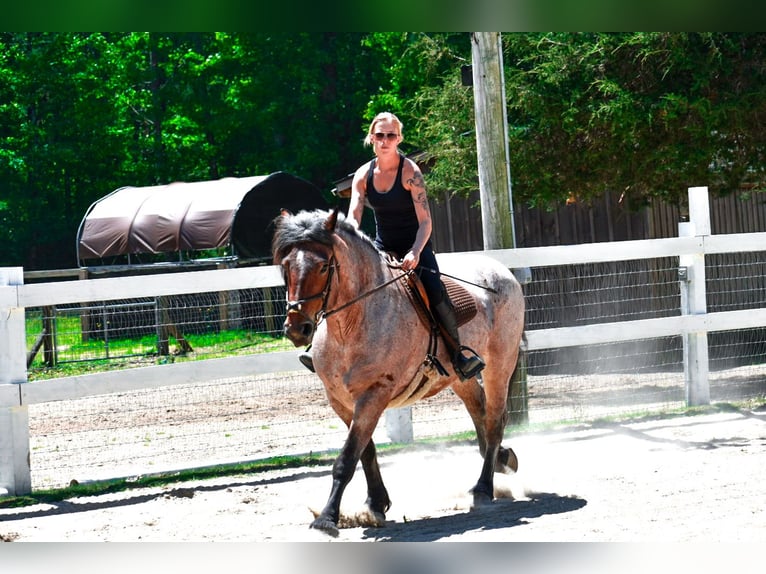 Koń pociągowy Klacz 7 lat 163 cm Gniadodereszowata in Middleboro