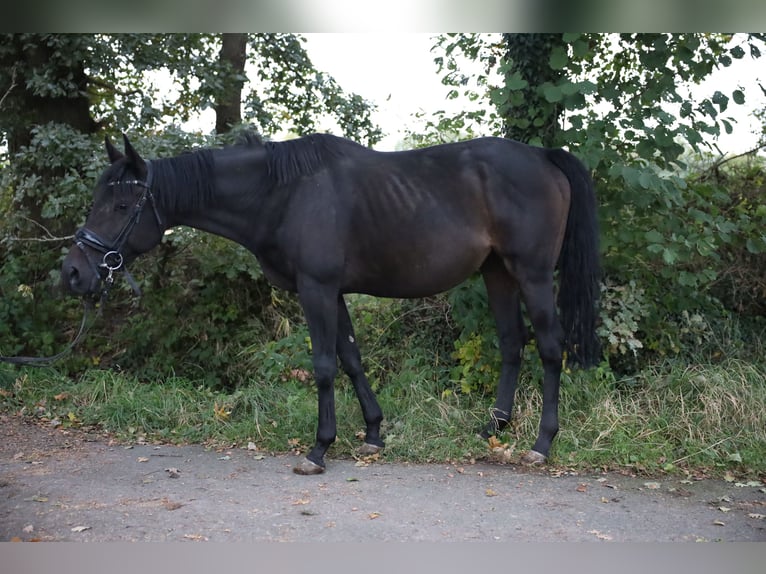 Koń pociągowy Mix Klacz 7 lat in Jever