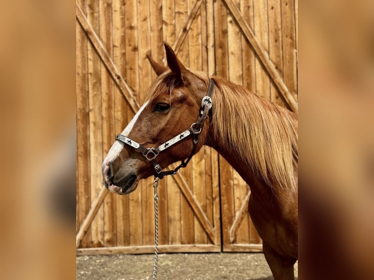 Koń pociągowy Mix Klacz 8 lat 157 cm Cisawa in Fort Collins